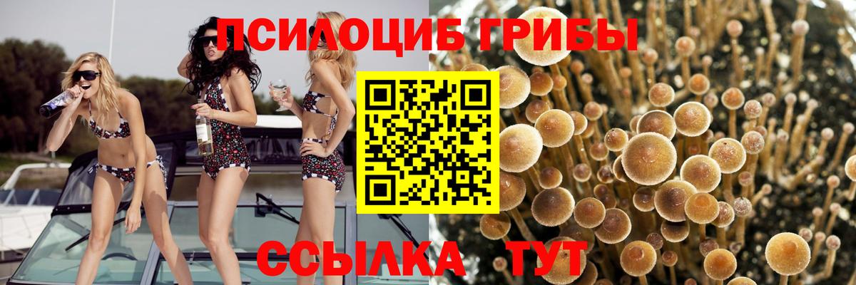 Богданович  Псилоцибиновые грибы Cubensis  Галлюциногенные грибы MAGIC MUSHROOMS  Вход с VPN 